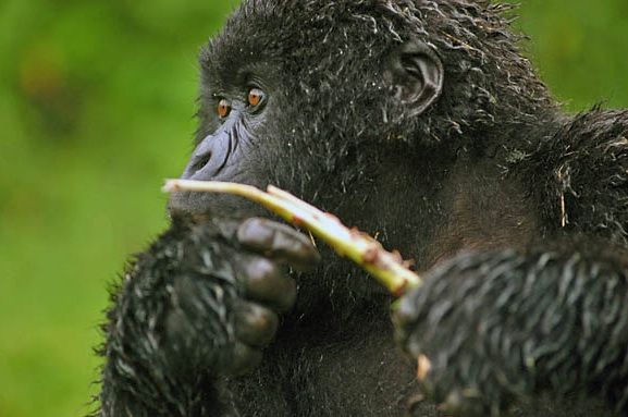 Gorilla - Ruhengeri, Rwanda