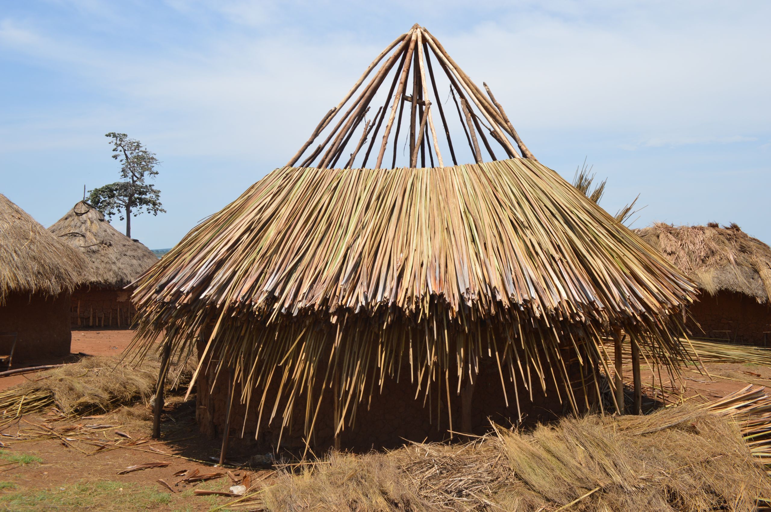 A grass-thatched house being completed in Walumbe village. According to Busoga Forestry Company, no permanent structures are allowed in the forest reserve. Image by Annika McGinnis. Uganda, 2019. 

