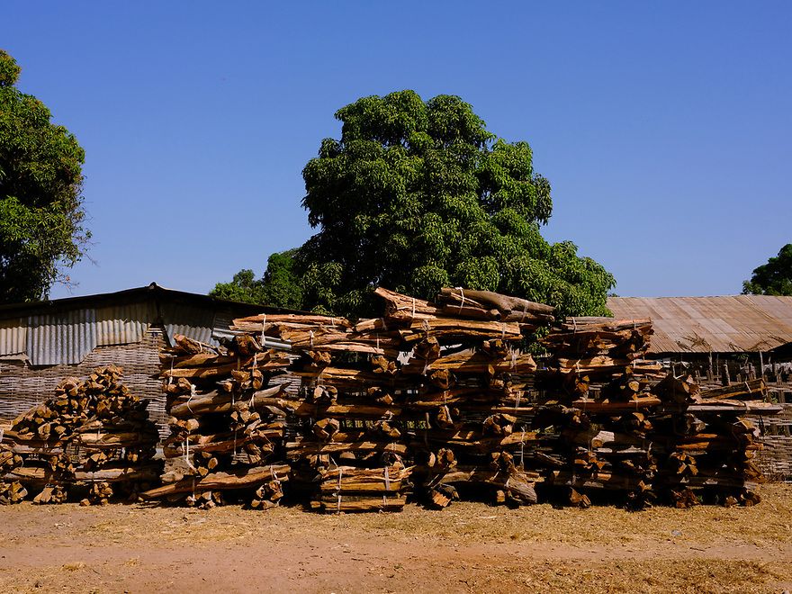 Rosewood – ostensibly deadfall – for sale near Djendo. Image by Ricci Shryock/Mongabay. Guinea-Bissau, 2020.