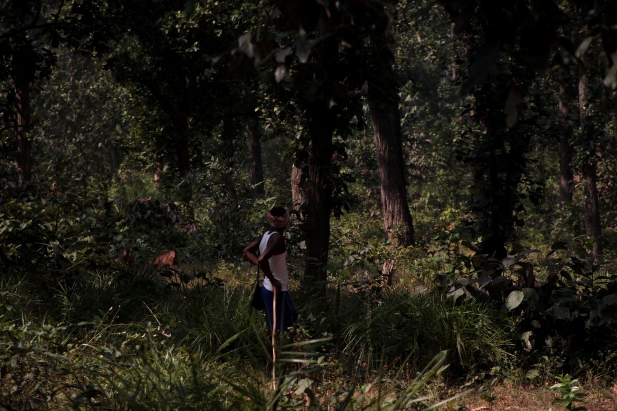 In Sarguja district's Hasdeo Arand, authorities have awarded preliminary clearance for 1,600 acres of dense forests to be stripped for coal mining. 'Compensatory afforestation’ for this destruction is to take the form of plantations by the forest department in adjoining Korea district. Chharrisgarh, India. June 2019. Image by Chitrangada Choudhury.