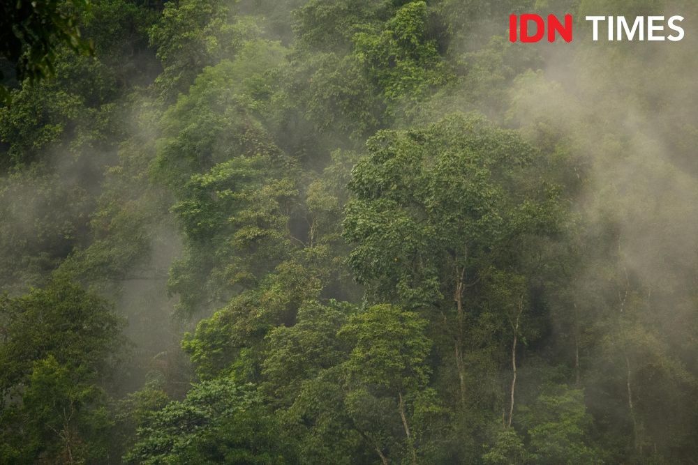 Rainfall and humidity in this forest are relatively high. Rainfall intensity is more than 34.8 millimetres per day. Photo by Dhana Kencana. Indonesia, 2020.