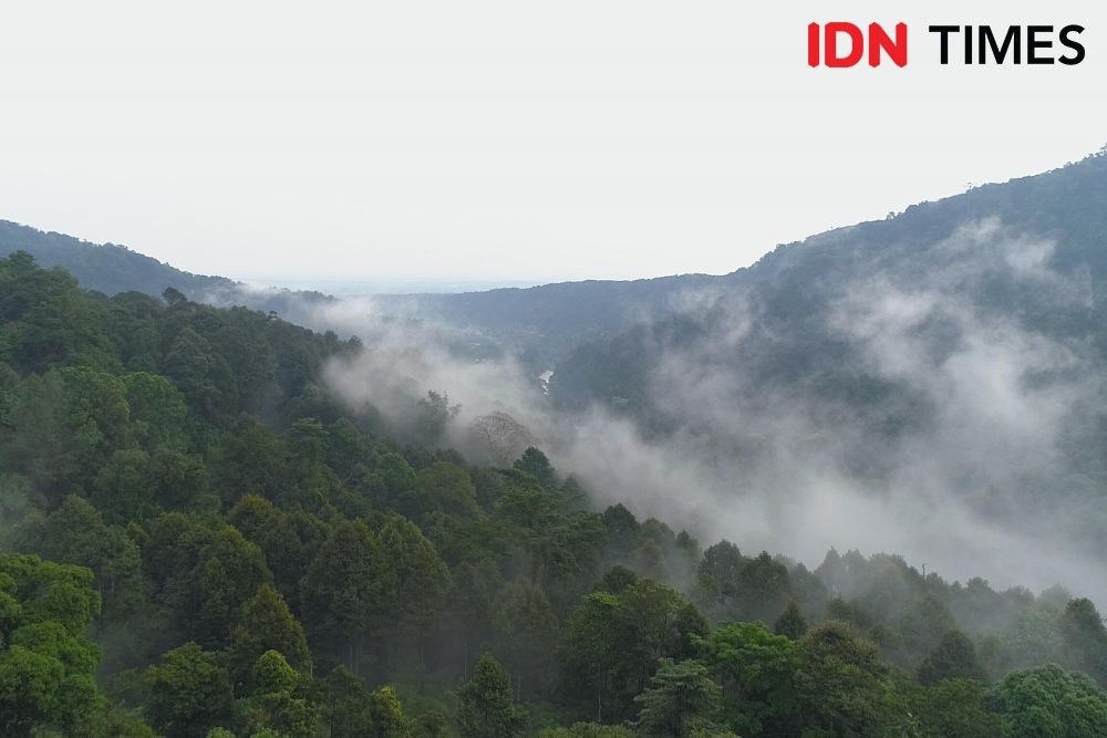 The climate inside the Petungkriyono forest is stable, remains cool both micro and macro climates in the middle of massive climate change. Photo by Dhana Kencana. Indonesia, 2020.