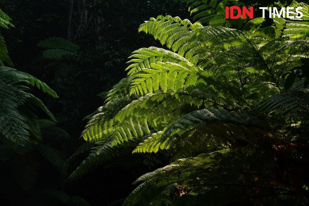 The researcher on biology at Jenderal Soedirman University in Purwokerto, Imam Widhiono, said that the oxigen produced from Petungkriyono forest is a life support in the Pekalongan area and surroundings. Photo by Dhana Kencana. Indonesia, 2020.