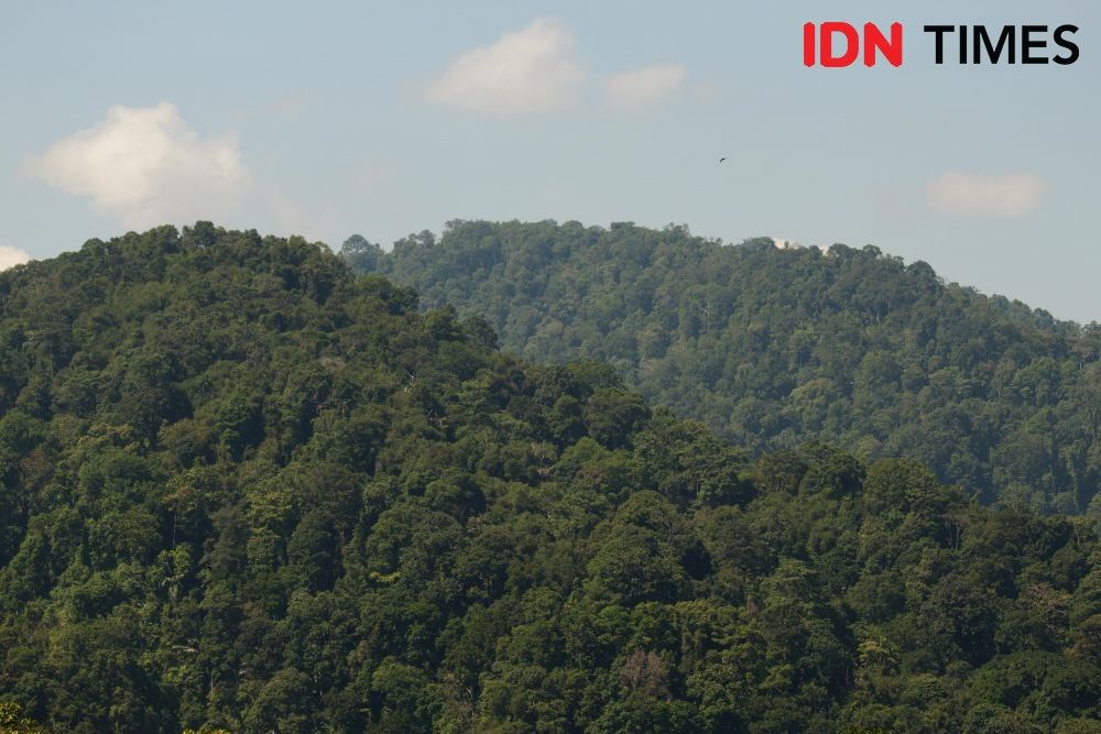 In his research published in 2015, there were 253 species in that forest. Photo by Dhana Kencana. Indonesia, 2020.