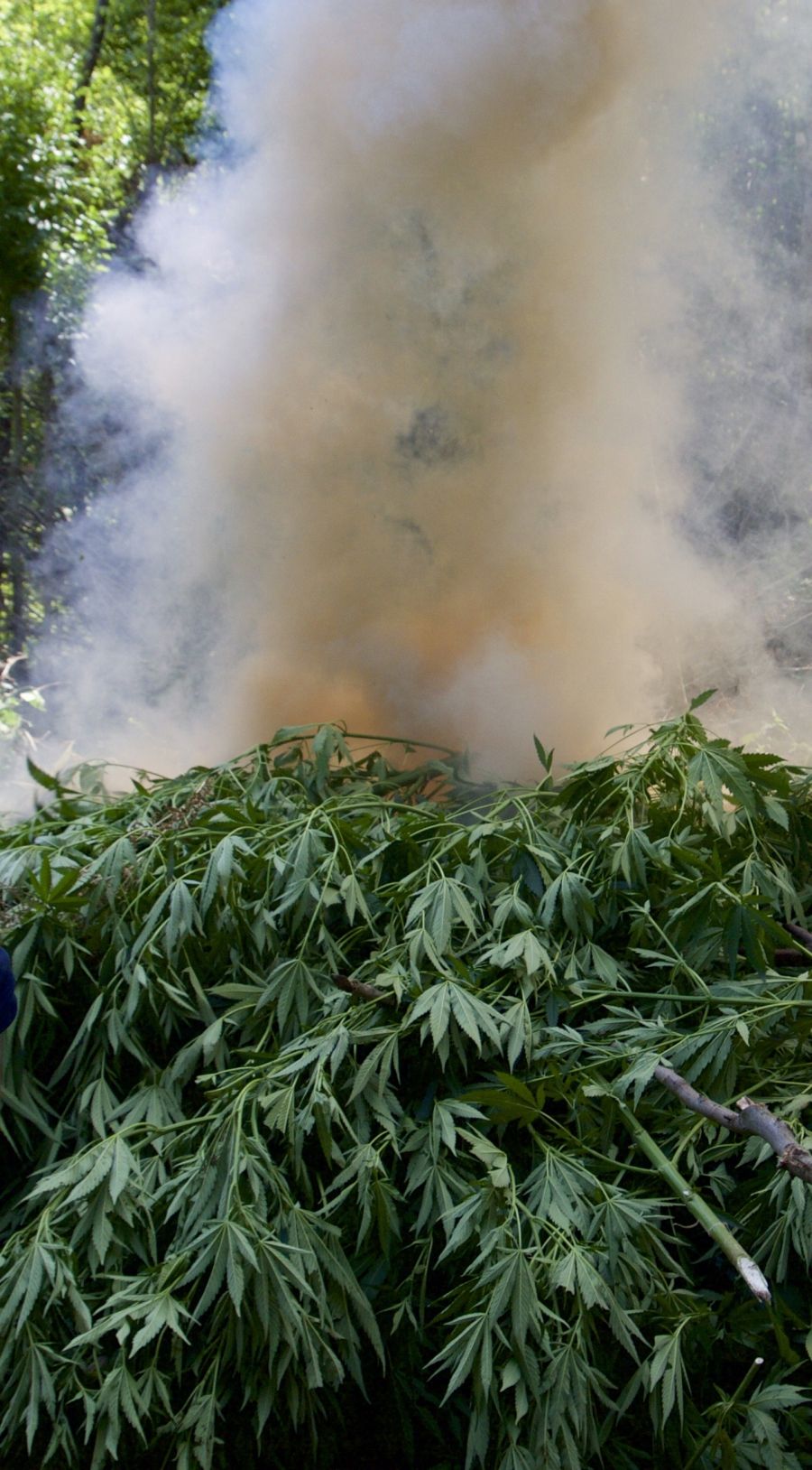 Albania's pot cops cut and burn piles of marijuana plants. But the country remains a major exporter of illegally grown pot. Image by nate Tabak. Albania.