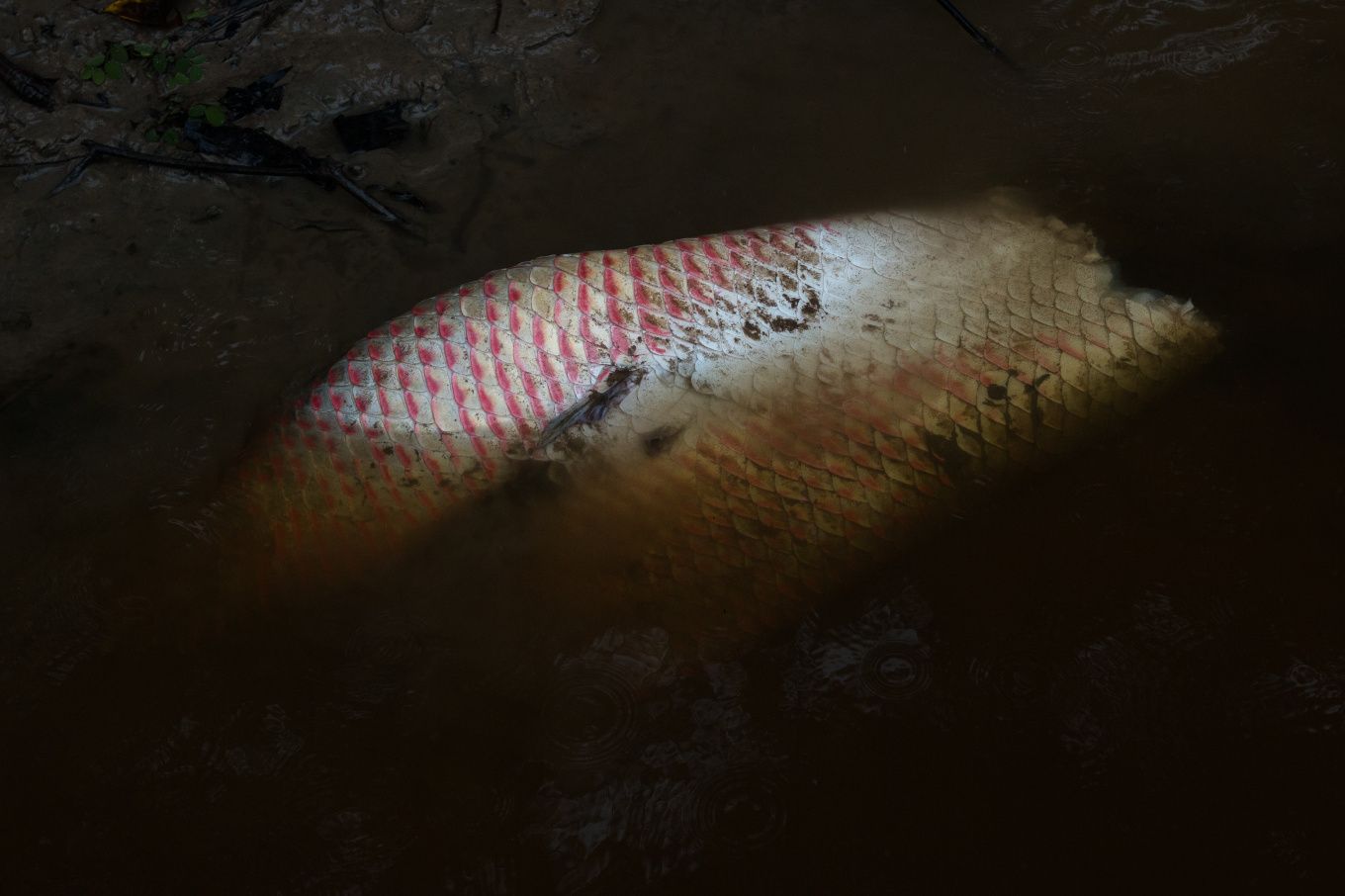 The paiche is the largest scaled freshwater fish in the world. Image by Felipe Luna. Bolivia, 2018.