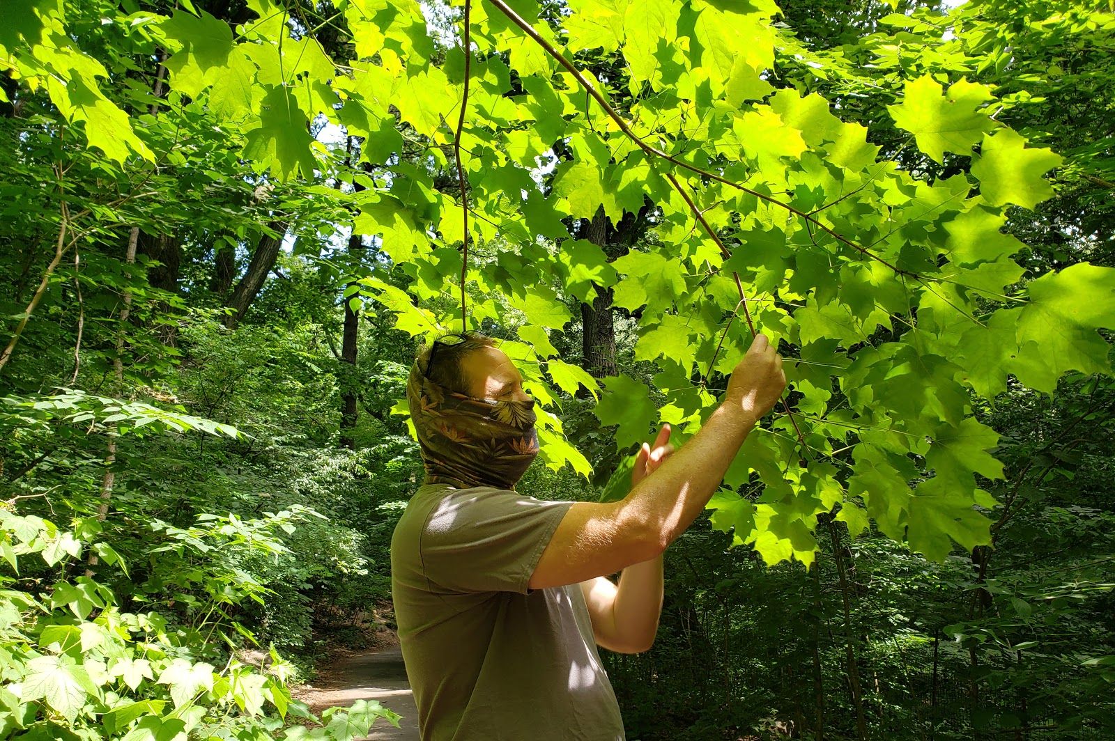 John Jordan of Prospect Park Alliance inspects a native sugar maple. Image by Clarisa Diaz. United States, 2020.
