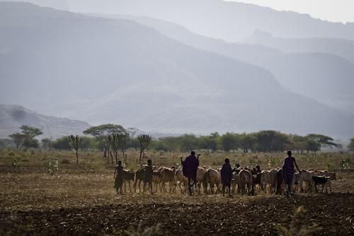 Uganda's Karamojong, a traditional herding people. Uganda, 2011.