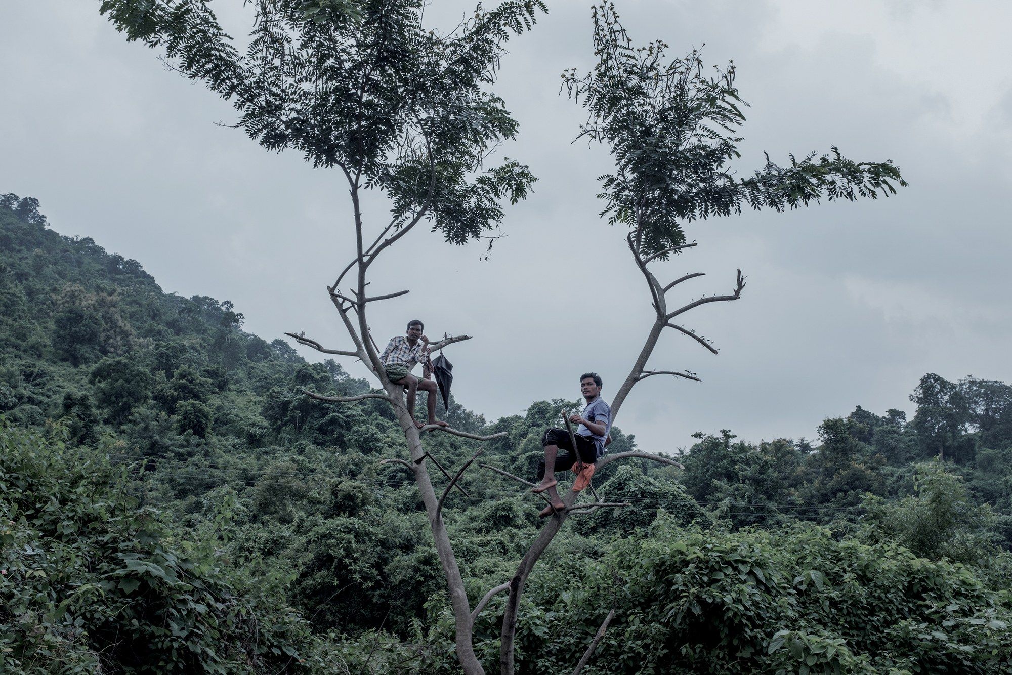 Cowherds wait atop trees along a road between villages. Image by Arko Datto. India, 2018.