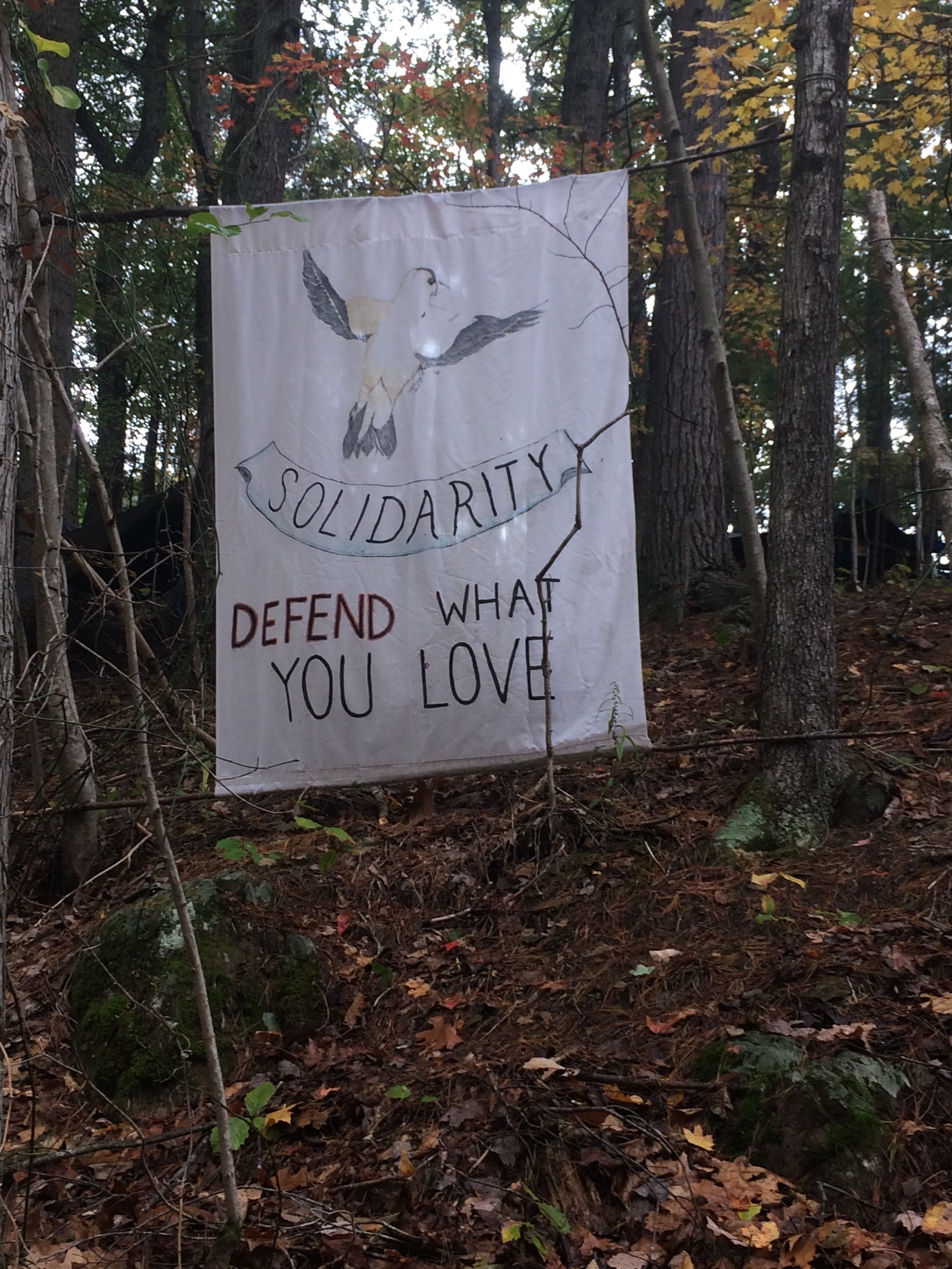A handmade banner hanging among trees reading “Solidarity Defend What You Love” with a yellow finch along Yellow Finch Road. Image by Kelsey Wright. United States, 2019.