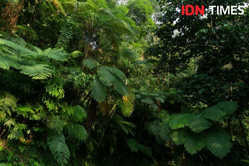 Apart from animals, there are also epiphyte, terrestrial, fern, and tree species that are able to support water management and soil fertility, like pole ferns (Cyathea contaminans). Image by Dhana Kencana/IDN Times. Indonesia, 2020.