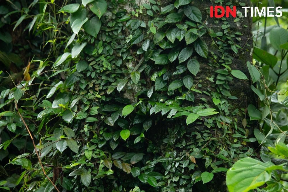 Liana plants grow around trees, using them as a support to get sunlight. Lianas are not parasitic plants. Image by Dhana Kencana/IDN Times. Indonesia, 2020.