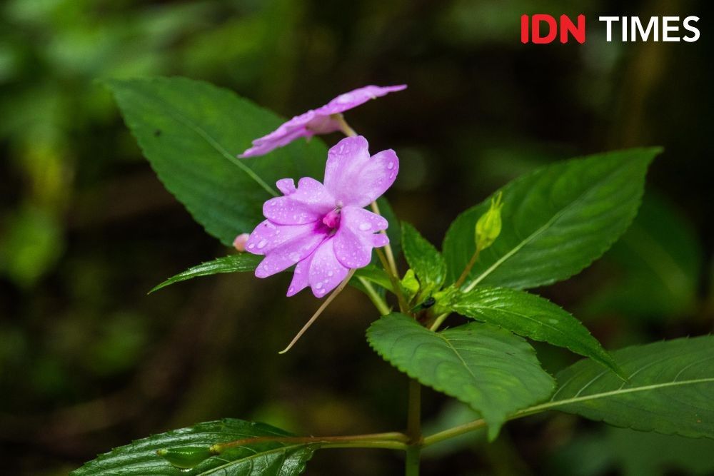 Decorative flowers like the Impatiens flaccida also grow naturally and are widely available in Petungkriyono Forest. Image by Dhana Kencana/IDN Times. Indonesia, 2020.