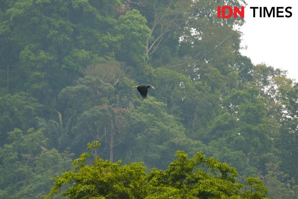 Petungkriyono Forest, located in the lowlands, also serves as the habitat for the Golden Hornbill (Aceros undulatus). Image by Dhana Kencana/IDN Times. Indonesia, 2020.