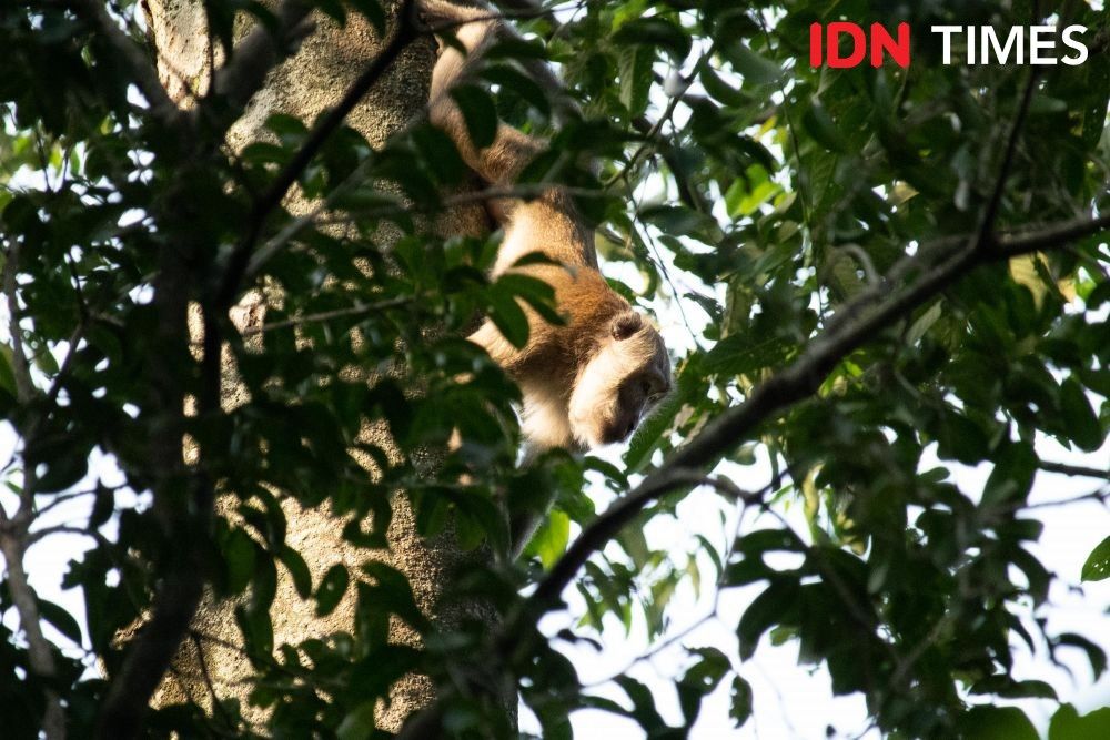 A number of rare and protected primates also exist in the forest, like the Long Tailed Monkey (Macaca fascicularis). Image by Dhana Kencana/IDN Times. Indonesia, 2020.