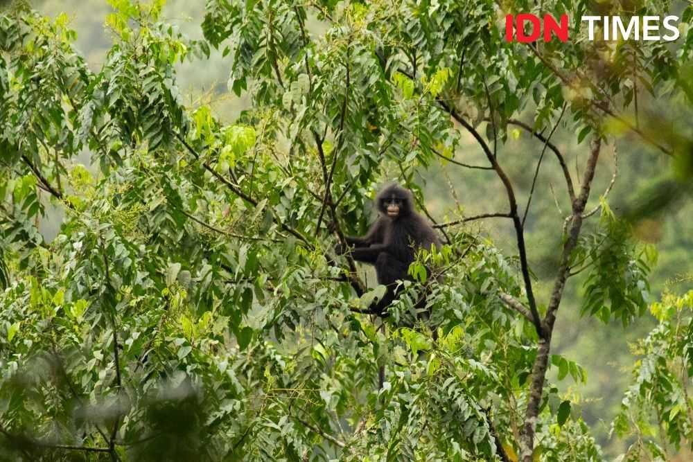 In the tropical rainforest there are Javanese Surili, known in the local language as Rekrekan (Presbytis comata). The International Union for Conservation of Nature (IUCN) placed the species in the Endangered (EN) category because its population continues to decline. Image by Dhana Kencana/IDN Times. Indonesia, 2020.