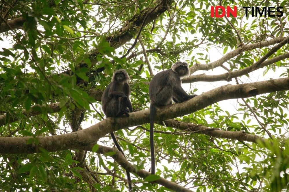 There are around 3,000 Javan langur monkeys (Trachypithecus auratus) in Petungkriyono Forest. Image by Dhana Kencana/IDN Times. Indonesia, 2020.