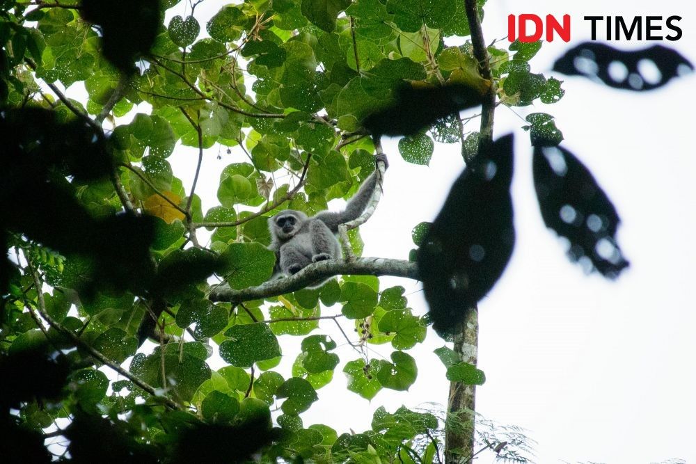 The Javan gibbon (Hylobates moloch) is also included in the Endangered (E) designation by IUCN. It also occupied the status of Critically Endangered (CR) or critical in 1996 and 2000. Image by Dhana Kencana/IDN Times. Indonesia, 2020.