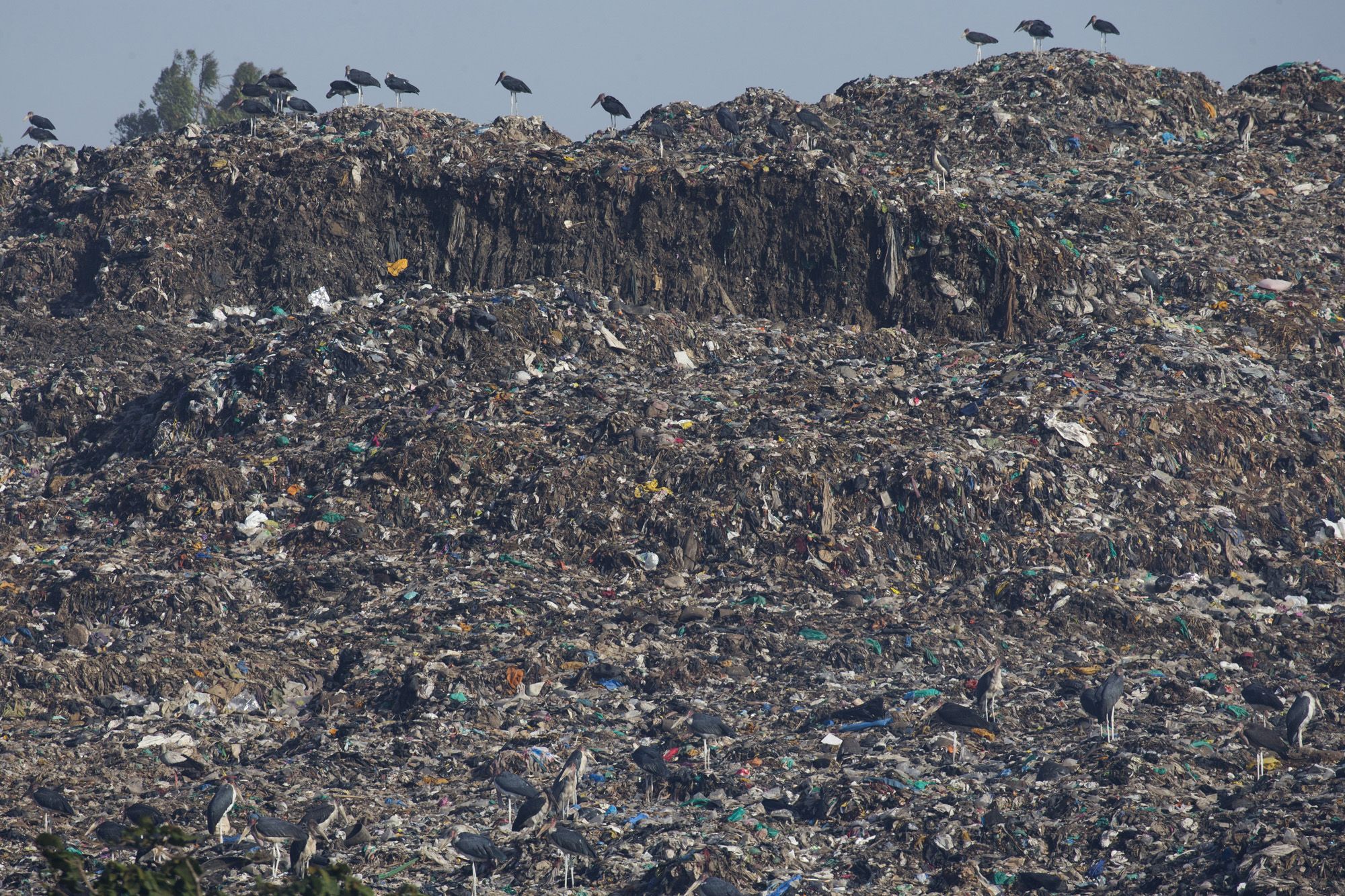 Marabou storks perch on the ledge of the sprawling Dandora dump, the massive smoldering pile of garbage in the Korogocho slum of Nairobi. Image by Mark Hoffman. Kenya, 2017.
