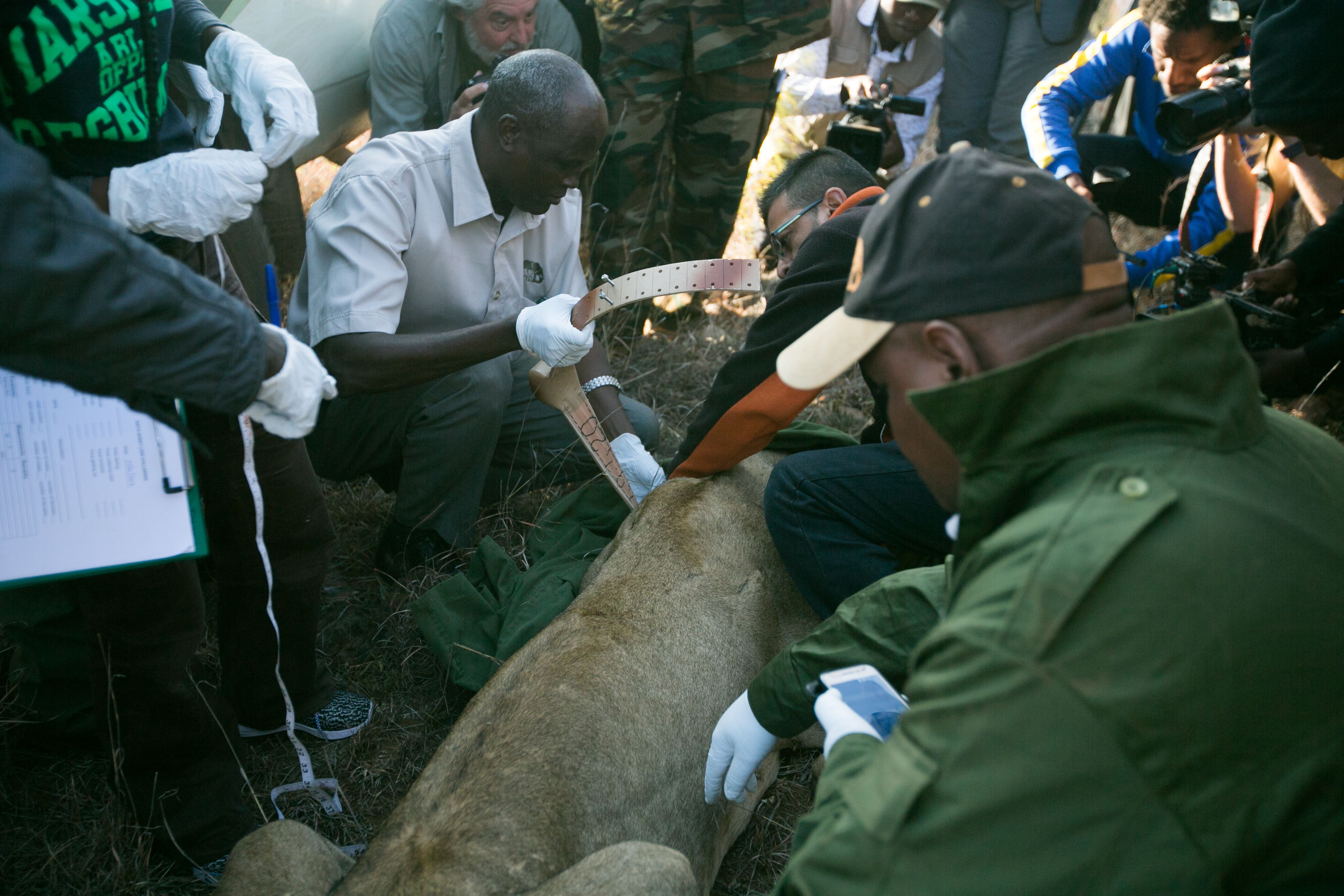 Veterinarians from the Kenya Wildlife Service affix a tracking collar to a tranquilized lion. Image by Immanuel Muasya. Kenya, 2017 