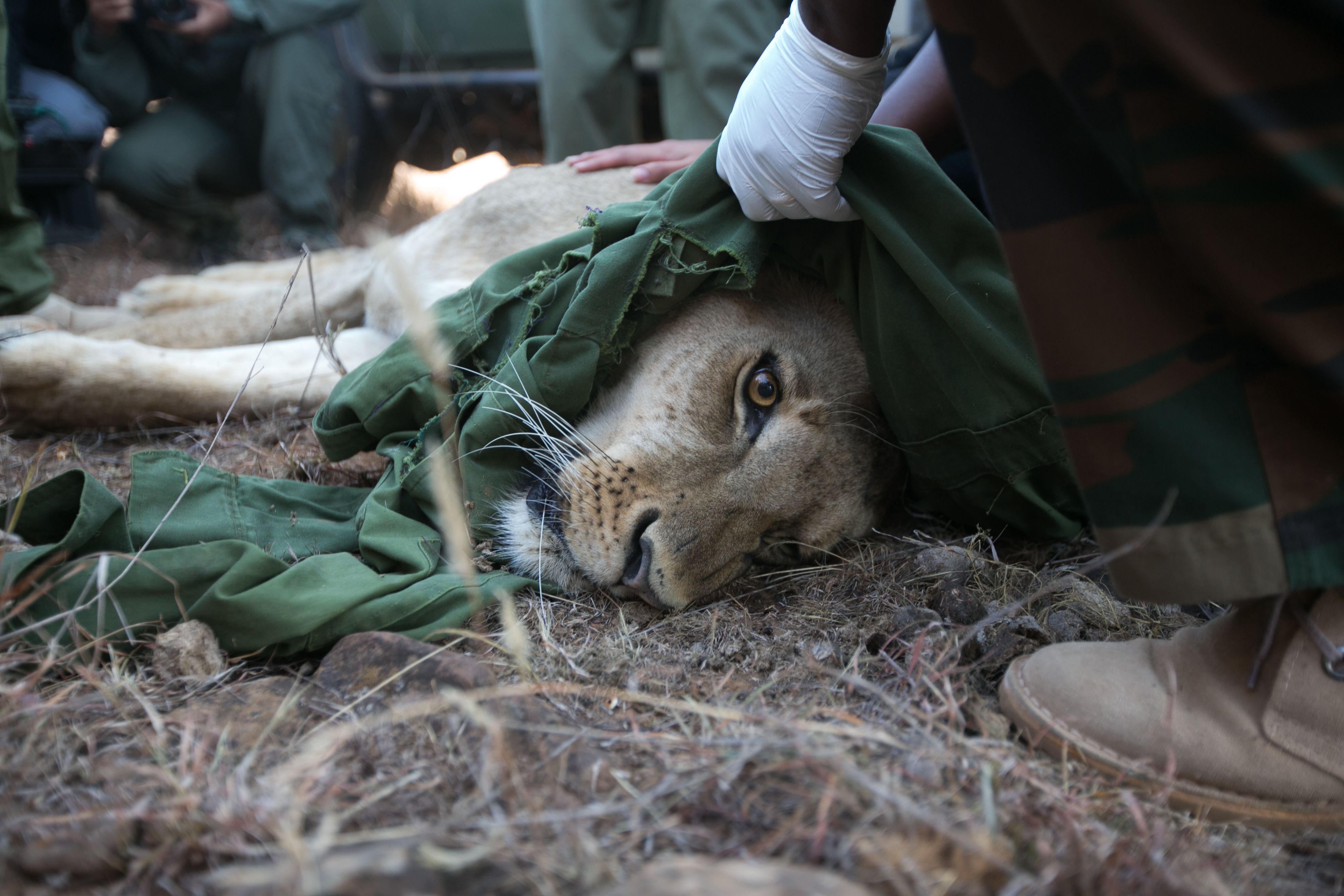  Nairobi National Park has 35 lions total. Image by Noah Fowler. Kenya, 2017. 