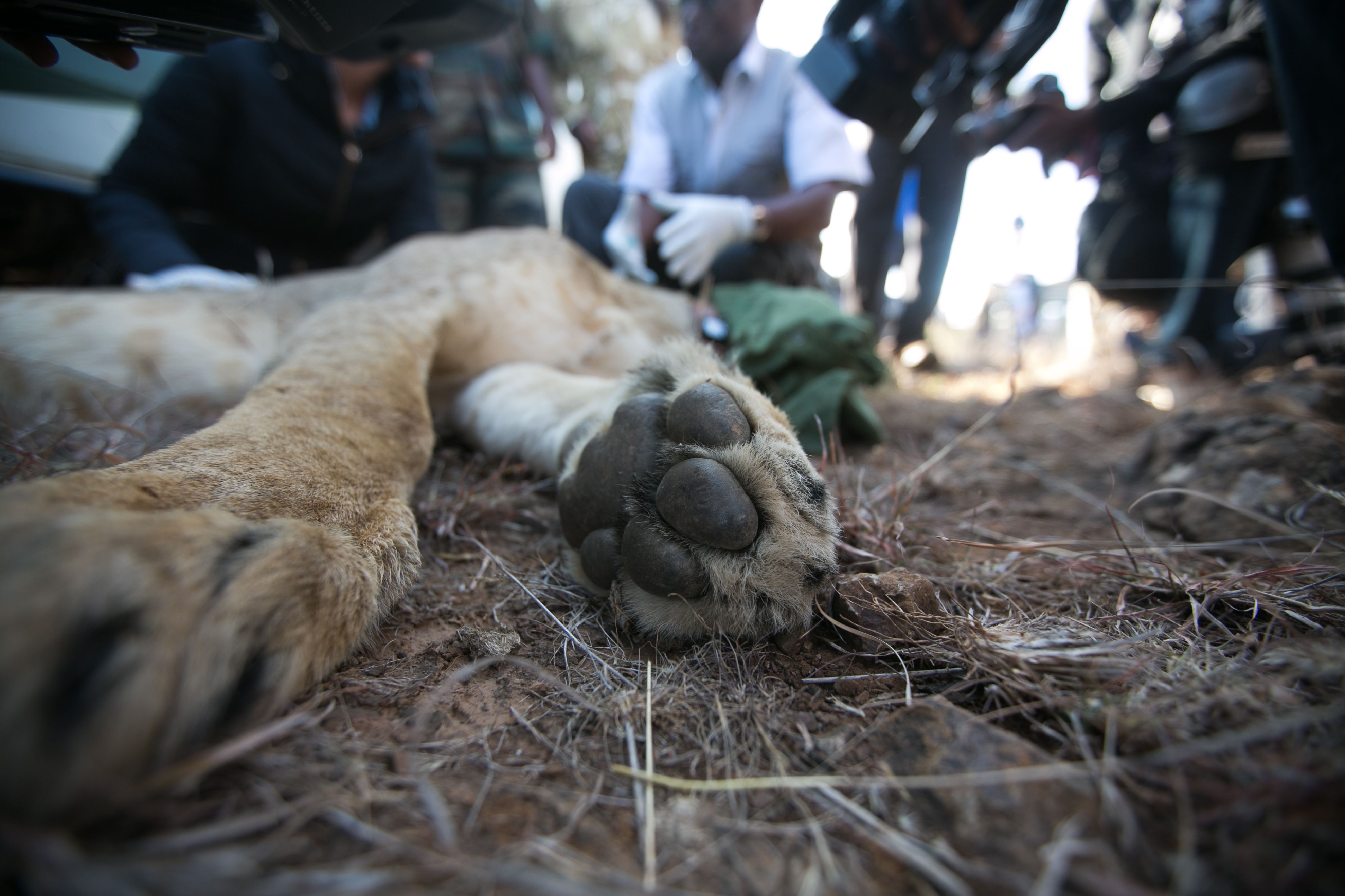 Veterinarians from the Kenya Wildlife Service affix a tracking collar to a tranquilized lion. Image by Immanuel Muasya. Kenya, 2017
