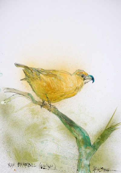 English artist Ralph Steadman has depicted more than a dozen endangered and extinct Hawaiian birds. But until now, he had never done the kiwikiu, or Maui parrotbill. He was motivated to paint his first bird in four years after learning of the work being done to prevent its extinction. Read that story here. Image courtesy of Ralph Steadman.