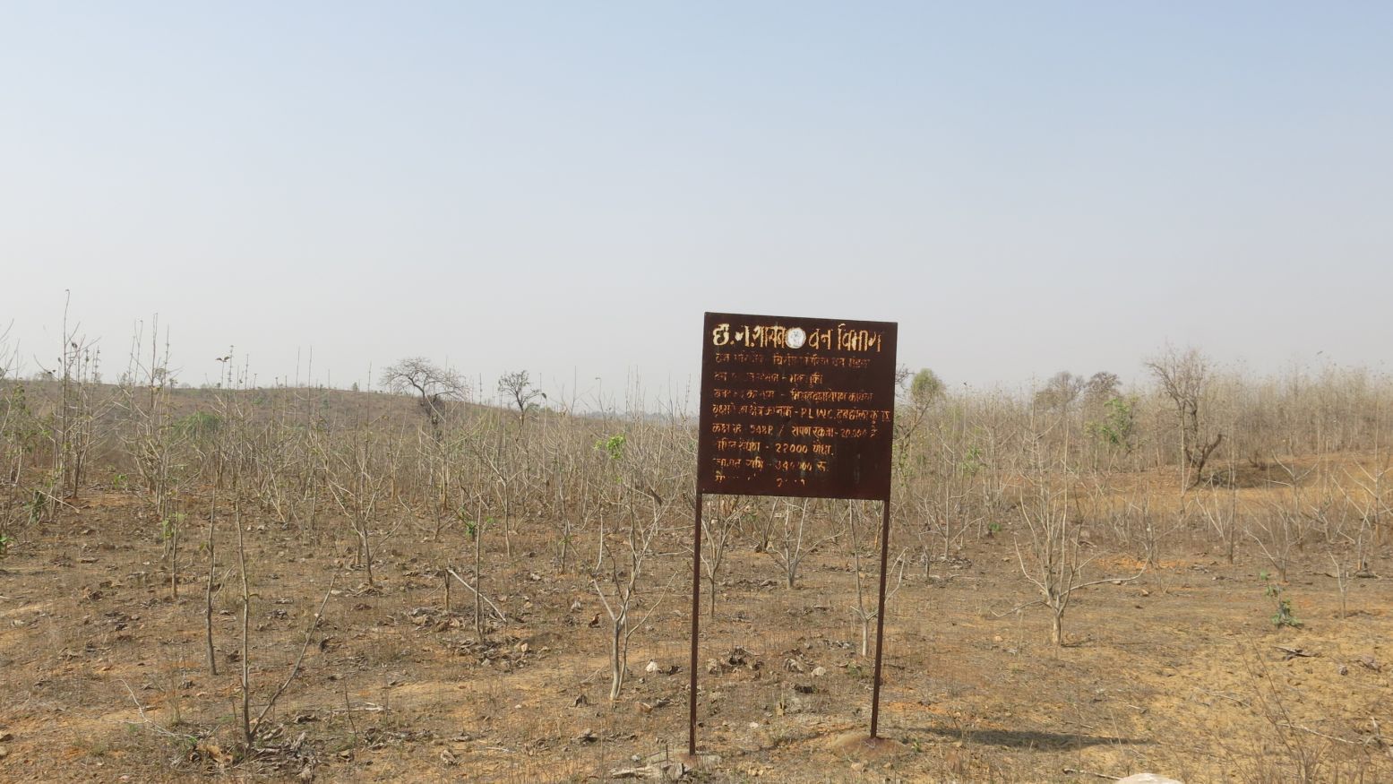 In Korea district in Chhattisgarh, a forest department plantation of 22,000 trees forms a desolate expanse. The government counts such plantations as forests, and has made them a key component of its international commitments of increasing forest cover to mitigate climate change. Chhattisgarh, India. June 2019. Image by Chitrangada Choudhury