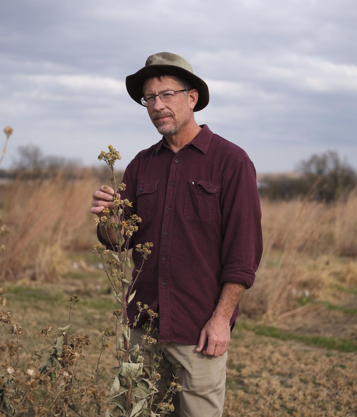 Plant breeder David Van Tassel of The Land Institute in Salina, Kansas, is working with silphium, a native plant related to sunflower. His goal is to create a perennial crop that could become a player in global agriculture. Image by Kyler Zeleny / For Harvest Public Media. United States, 2020.