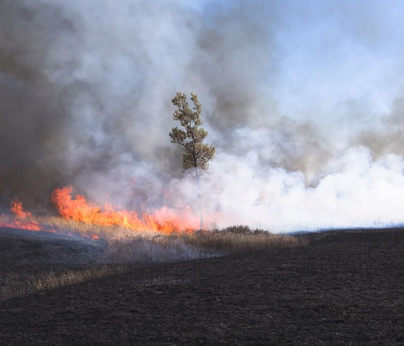 Fire burns through grasses, most of which will grow back quickly. But without regular fire, trees and shrubs can overtake the landscape. Image by Kyler Zeleny / For Harvest Public Media. United States, 2020.