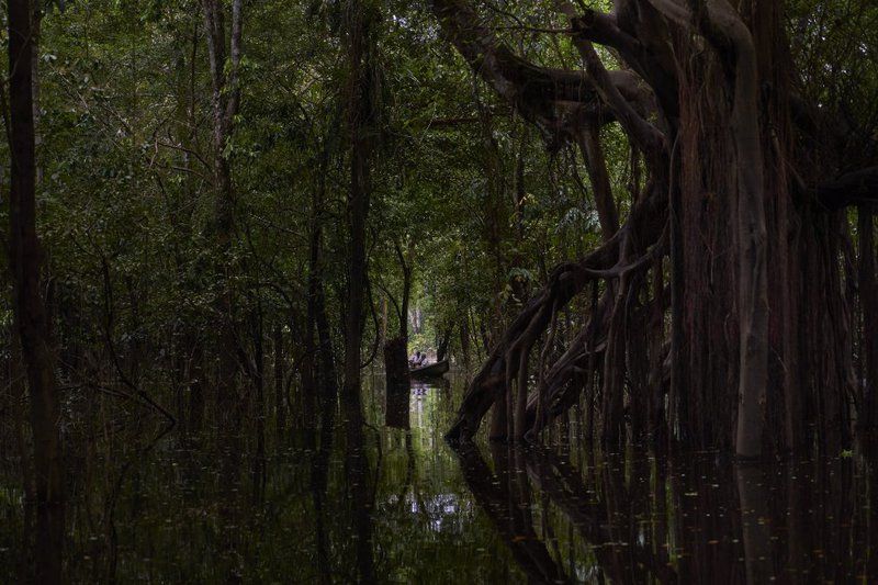 Flooded forest near the San Francisco community. In the rainy season, which coincides with the Amazonian winter, the rivers overflow, creating flooded forests where pink dolphins fish for their prey. Image by Pablo Albarenga. Colombia, 2020.