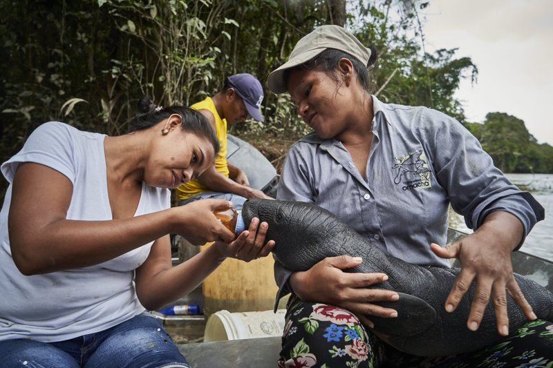 Lilia y Karina, from the Natütama Foundation, fed a manatee that they found on the edge of the Amazon River, while trying to locate its mother. Image by Pablo Albarenga. Colombia, 2020.