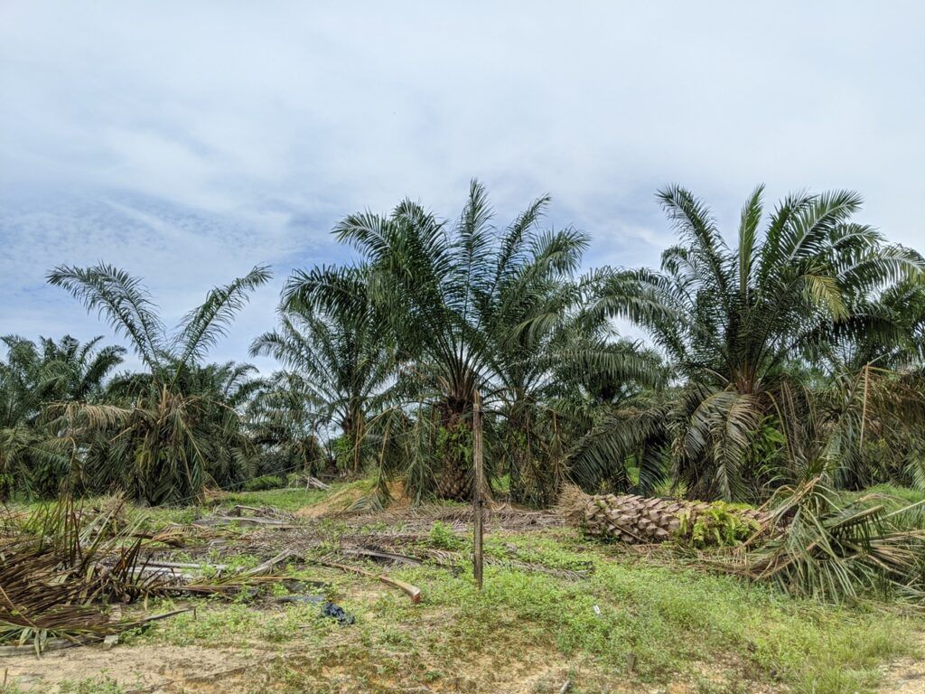 Oil palm damaged by elephants in Jemaluang, Johor. Image by YH Law. Malaysia, June 2020.