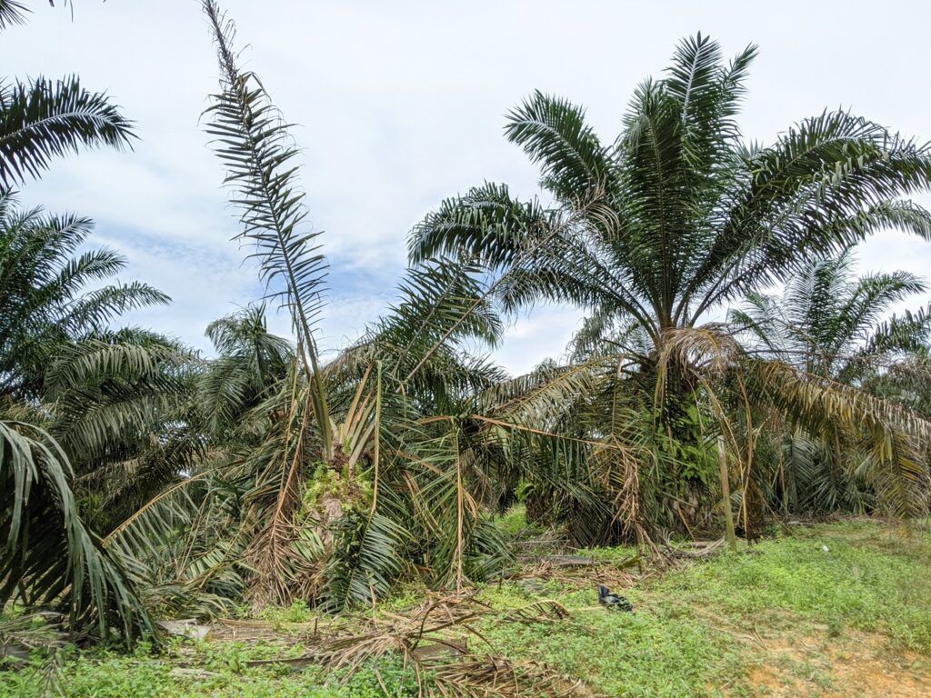 Oil palm damaged by elephants in Jemaluang, Johor. Image by YH Law. Malaysia, June 2020.