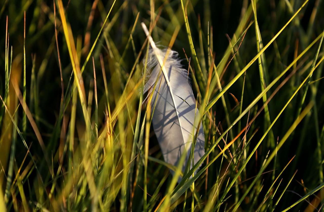 A feather in the marsh at Chase Garden Creek in Yarmouth Port. Image by John Tlumacki. United States, 2019.