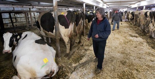 After milking for the final time, Marsha Ryan walks through the barn during an auction at her family's farm in Belleville. The Ryans sold off their dairy livestock and feed and planned to switch to farming corn, beans and some beef cattle. Image by Mark Hoffman / Milwaukee Journal Sentinel. United States, undated. 