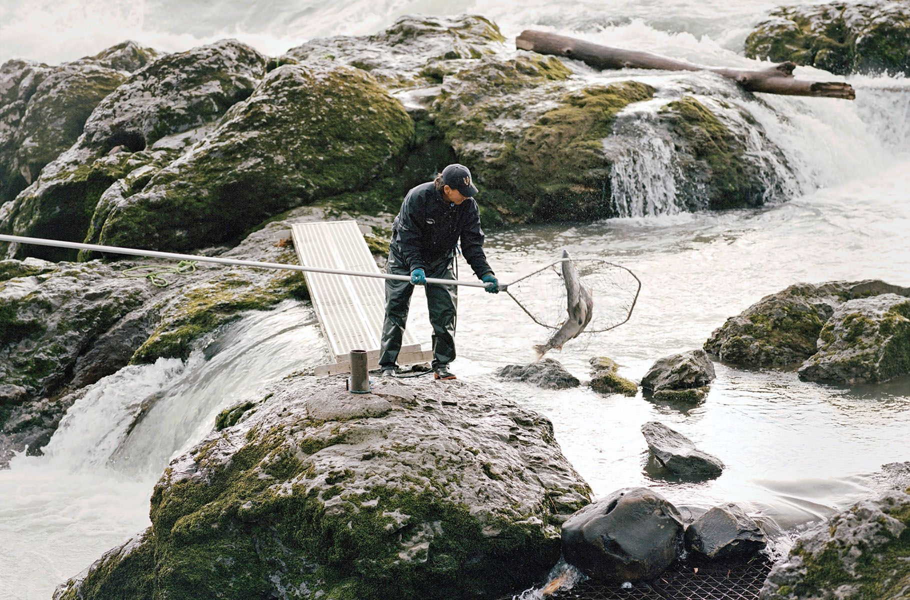 Fabian Alfred counts sockeye salmon on the Bulkley River on Aug. 4, 2017. The Wetsuweten people monitor the traditional dip-netting spots to check the salmon run’s population and health. Image by Jim McAuley. Canada, 2017.