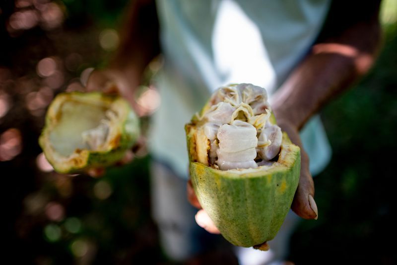 Elias da Silva Lima, 63, shows the inside of a cocoa pod on land he farms on the Virola Jatoba settlement in Anapu. Image by Spenser Heaps. Brazil, 2019.