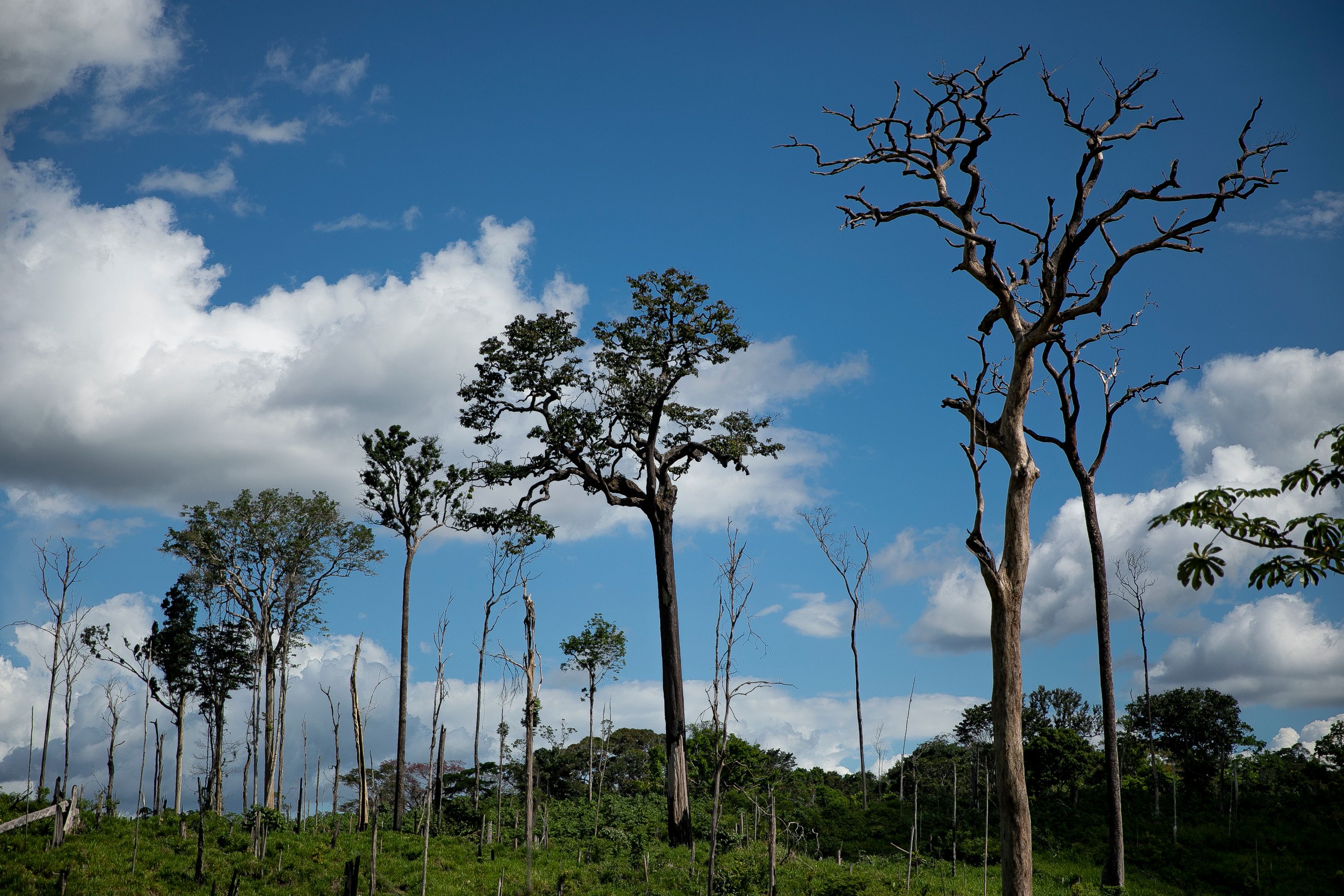 Trees that escaped clearcutting in the forest in Anapu. Image by Spenser Heaps. Brazil, 2019.