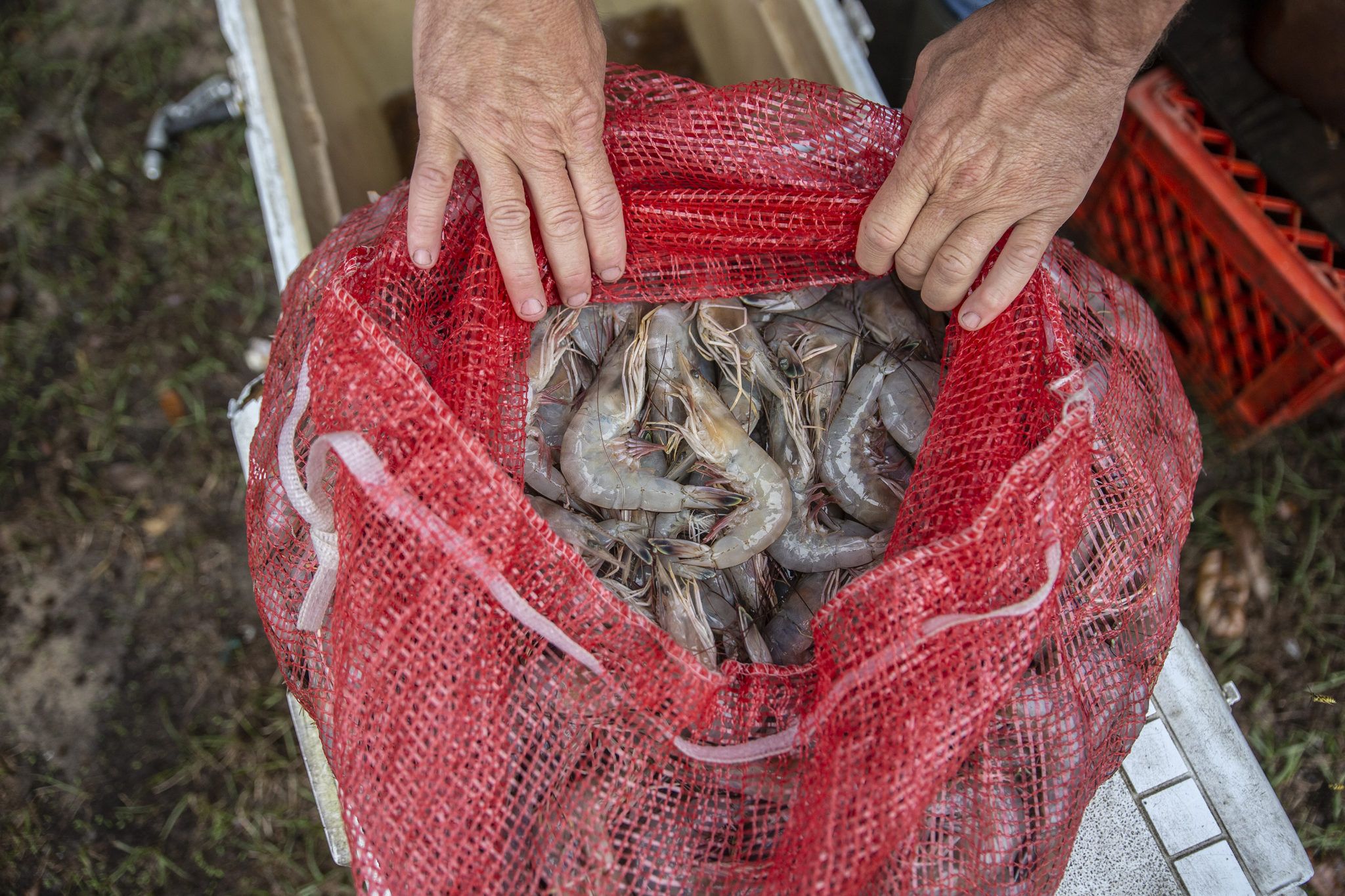 Fisherman Chad Stork showing his shrimp at his home in Lucedale. Image by Eric J. Shelton for Mississippi Today. United States, 2019.