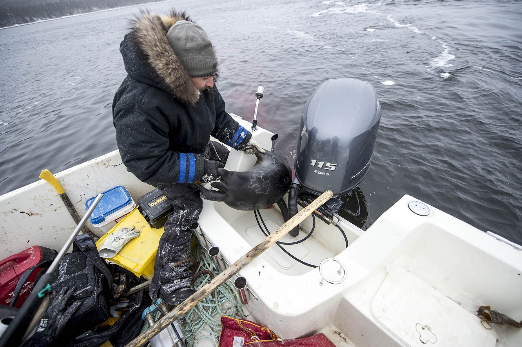 Karl Michelin hauls his jar seal aboard after shooting in Lake Melville. Seal meat is a staple of the Inuit diet as well as an affordable option to feeding the family. Food prices are three times the price as other towns in Labrador. Image by Michael Seamans / The Weather Channel. Canada, 2019.