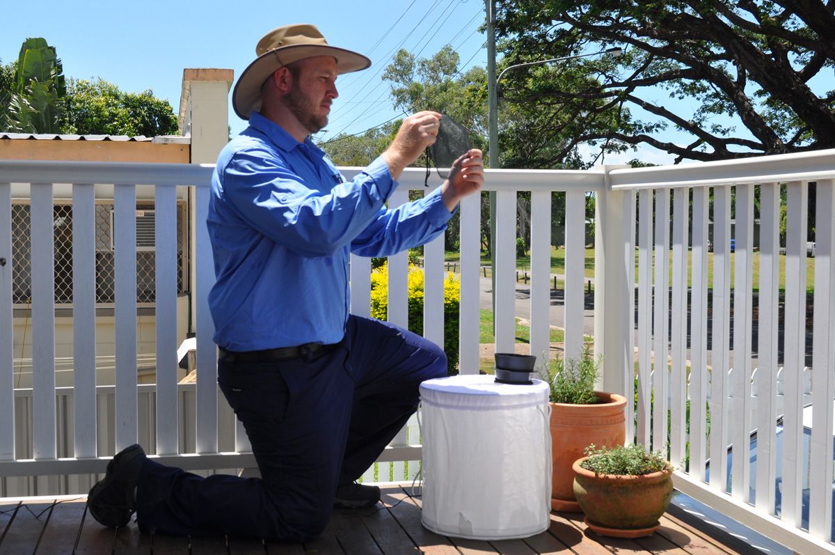 In Australia, a Queensland scientist monitors Wolbachia-infected mosquitoes that can block dengue and other viruses including Zika. Image courtesy Eliminate Dengue Townsville.