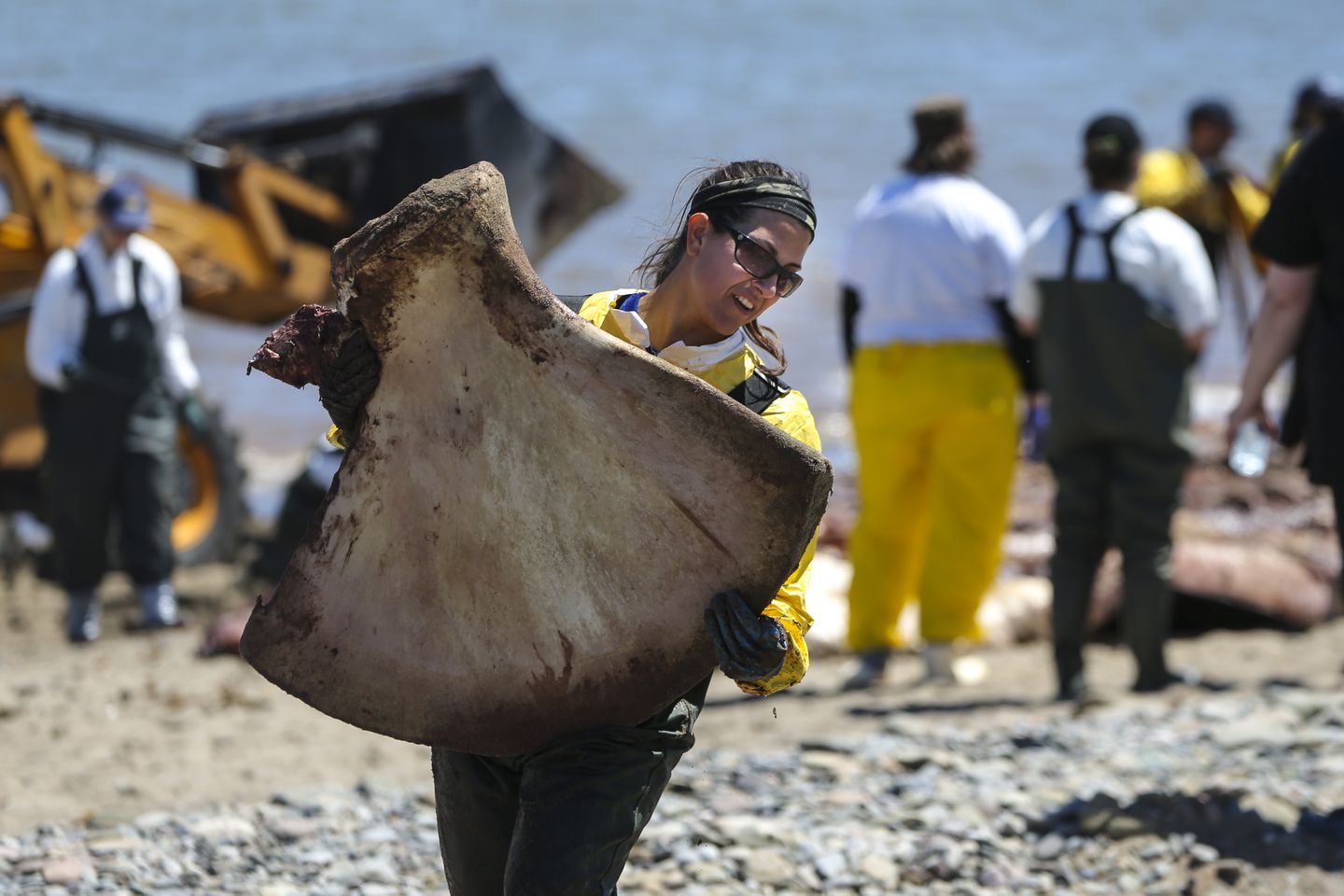 A scientist carried away the right whale’s shoulder blade during the necropsy. Image by Nathan Klima. Canada, 2019.