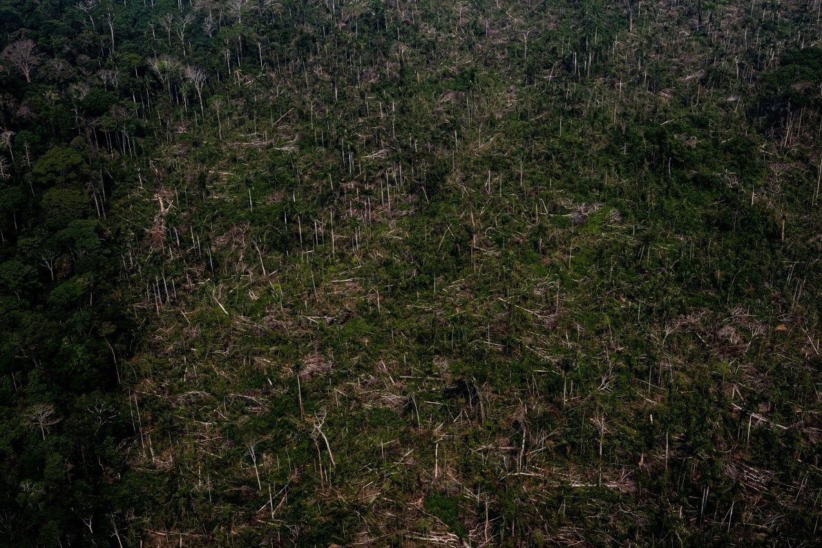 Felled tree trunks await removal in a forested area in Acre. After cutting and harvesting the timber for commercial use, the forest is set on fire to prepare the land for cattle raising. Image by Marcio Pimenta. Brazil, 2019. 