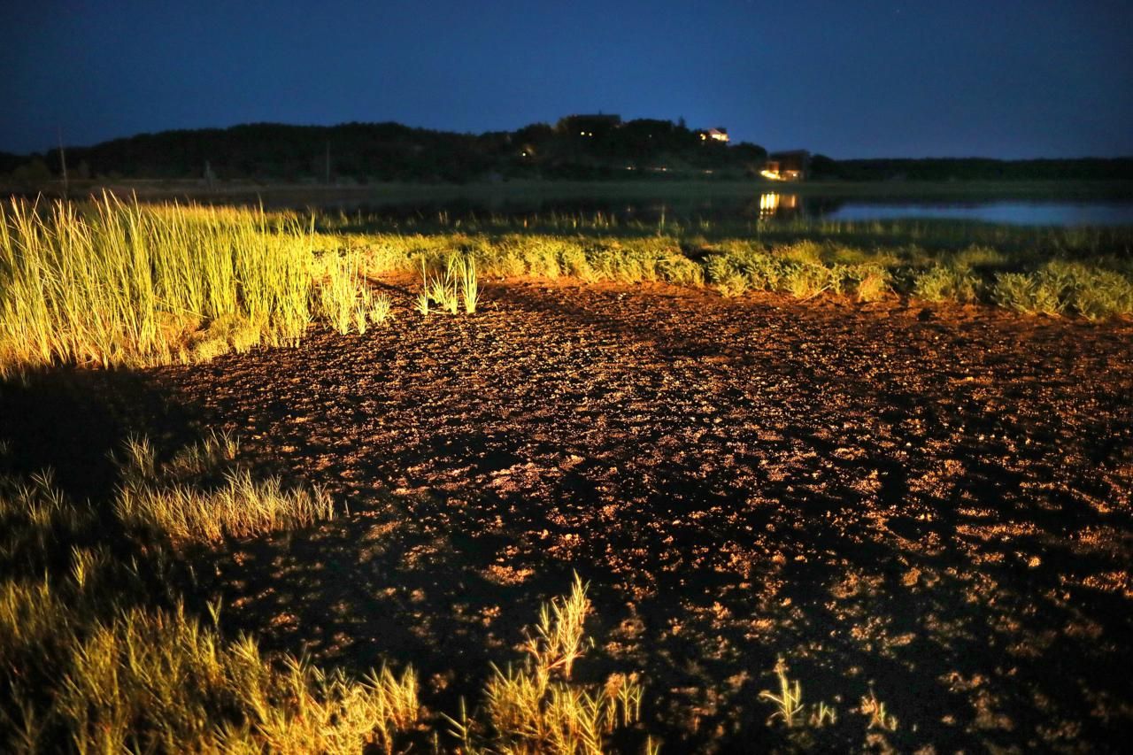Next to the Herring River along the Great Island Trail, nocturnal crabs fed on the grasses. Image by John Tlumacki. United States, 2019.
