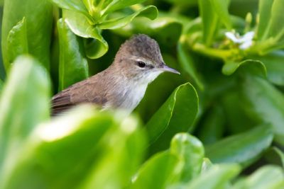 A Nihoa millerbird, one of three critically endangered songbirds in the Northwestern Hawaiian Islands, is seen here perched in naupaka on Laysan Island. Image by Nathan Eagle. United States, 2019.