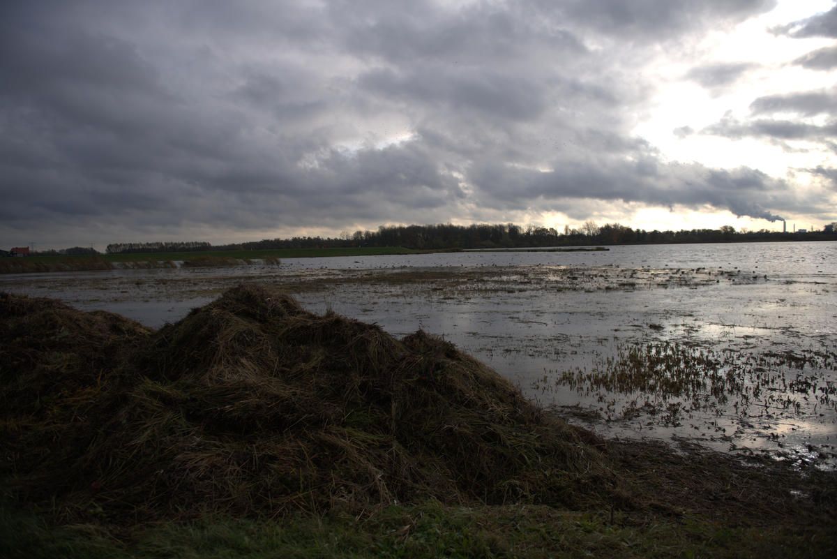 Former farm fields revert back to nature in the Noordwaard flood plain in South Holland. Image by Chris Granger / Times-Picayune / The Advocate. Netherlands, undated. 
