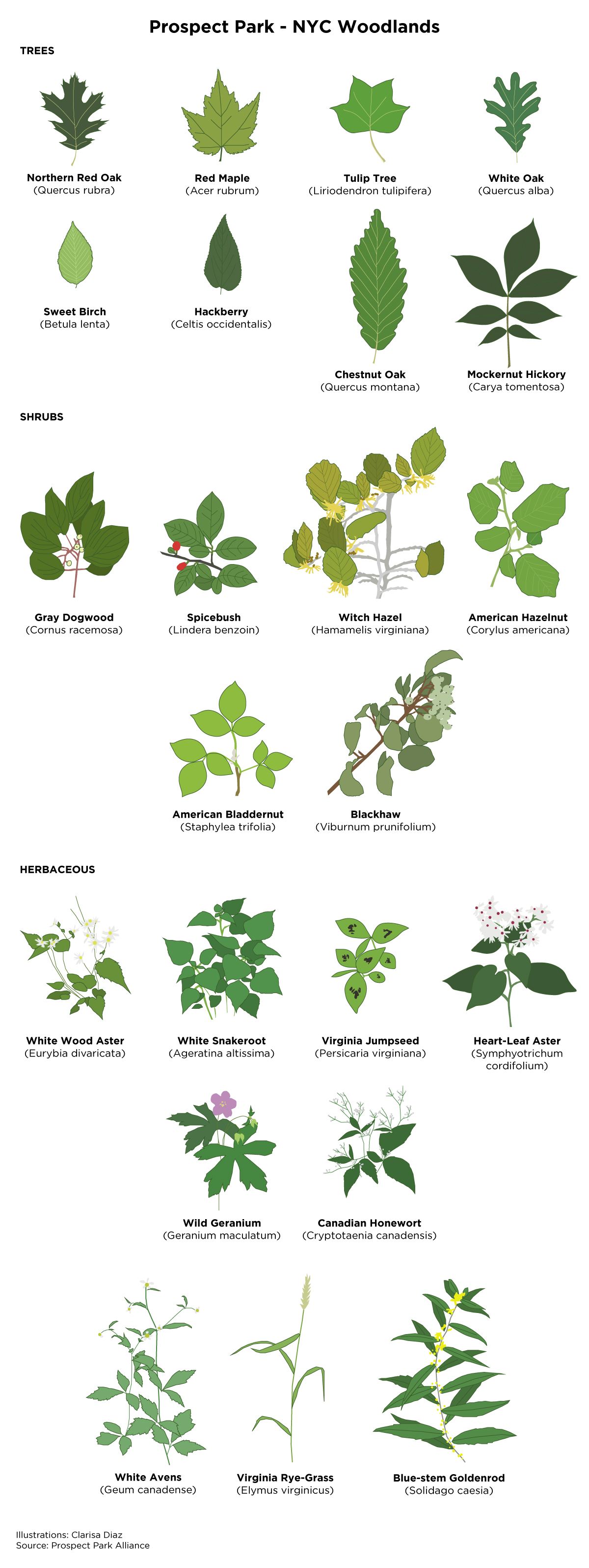 A typical plant palette for native woodland restoration in Prospect Park. Illustrations by Clarisa Diaz with information provided by Prospect Park Alliance. United States, 2020.
