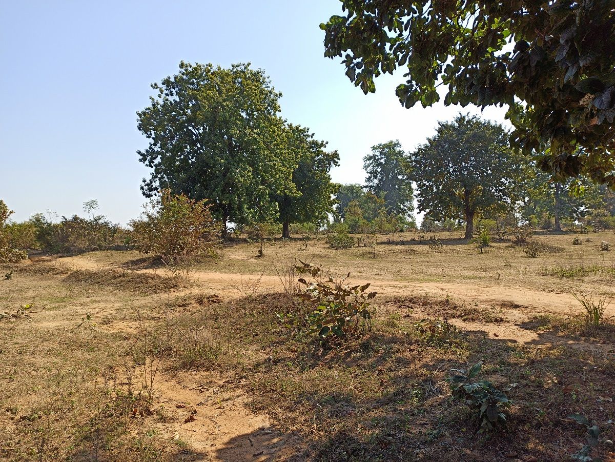 Orange land in the Betul district of Madhya Pradesh. Orange Areas consist of village commons – open areas with trees, shrubs and grasses used by the village community for grazing cattle and collecting firewood and timber for building homes. Image by Nihar Gokhale. India, undated.