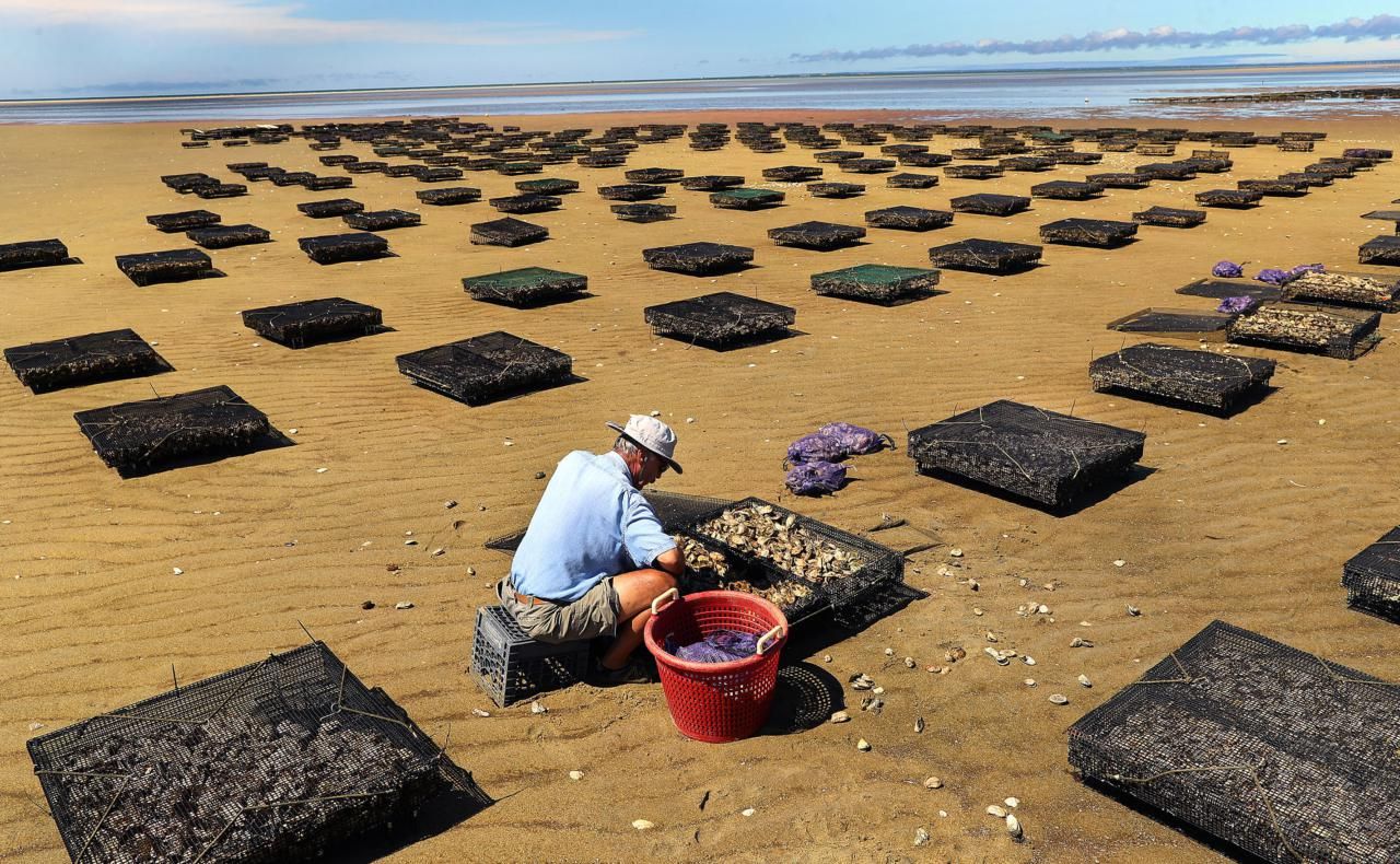 Oysterman Paul Werzanski owns Paine's Creek Oyster Company. On the Brewster Flats at low tide, he sorted oysters that are ready for market. Image by John Tlumacki. United States, 2019.